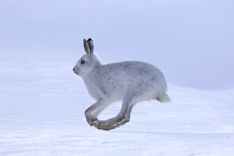 Mountain hare (Lepus timidus), Alpine hare, snow hare in winter pelage running in the snow,