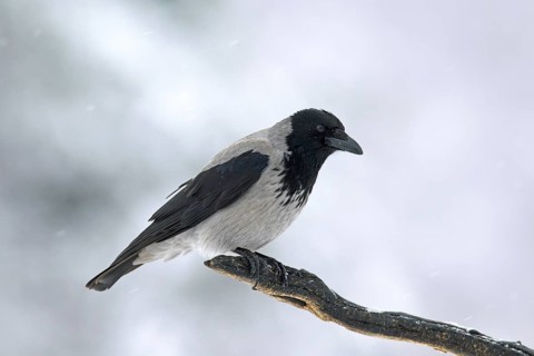 Hooded crow (Corvus cornix), hoodie perched on branch in winter during snowfall
