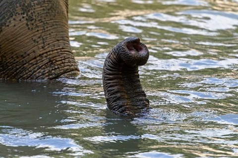 Asian Elephant (Elephas maximus), trunk