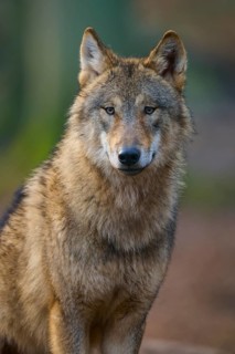 Wolf (Canis lupus), Frontal view of a wolf with dense fur in natural light, Germany, Europe