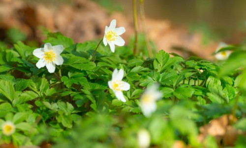 Wood anemone (Anemonoides nemorosa) (syn.: Anemone nemorosa) blooming white among last year's