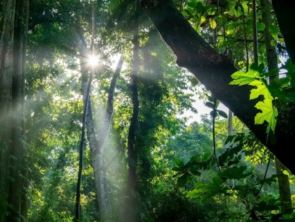 Sunbeams in the tropical forest in the morning mist, jungle, Tangoko National Park, Sulawesi,