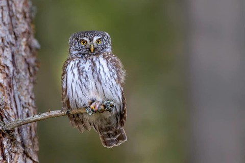 Pygmy Owl (Glaucicium passerinum), sitting on the branch of a tree, Pirchner Ast, Schwaz, Tyrol,