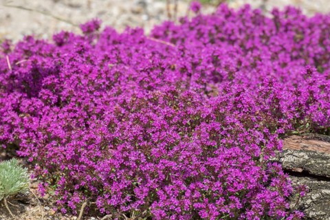 Red sand thyme (Coccineus), Münsterland, North Rhine-Westphalia, Germany, Europe