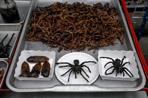 Deep-fried tarantulas, grasshoppers and bugs at a stall in the market on Khaosan Road, Bang Lamphu,