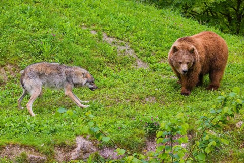 A Eurasian gray wolf (Canis lupus lupus) encounters a European brown bear (Ursus arctos arctos) in