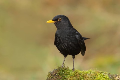 Blackbird (Turdus merula), male sitting on a moss-covered stone, wildlife, winter, animals, birds,