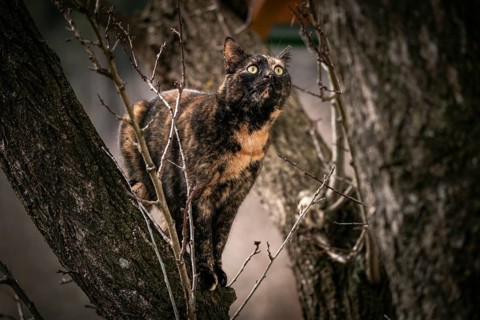 A curious tortoiseshell cat (Felis Catus) climbing a tree, Ternitz, Lower Austria, Austria, Europe