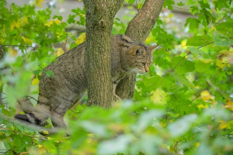European wildcat or forest cat (Felis silvestris) in the wildcat enclosure at the Thayatal National