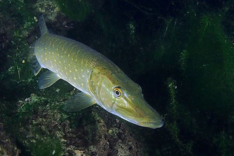 A pike (Esox lucius) swimming in the green, overgrown underwater, dive site Zollbrücke, Rheinau,