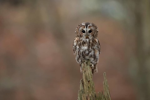 Tawny owl (Strix aluco) adult bird on a tree branch in a woodland in autumn, England, United