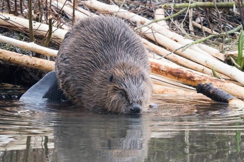 A beaver (Castor fibre) shortly in front of diving into the water, Hesse, Germany, Europe
