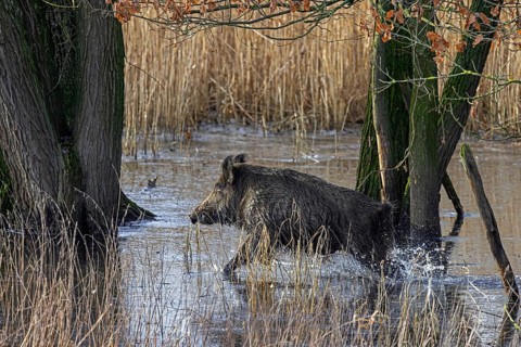 Solitary wild boar (Sus scrofa) male running in reedbed through water of marshland in winter