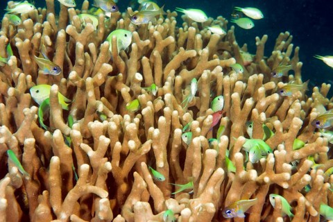 Typical behaviour of schooling Green Chromis (Chromis viridis) damselfish hiding among branches