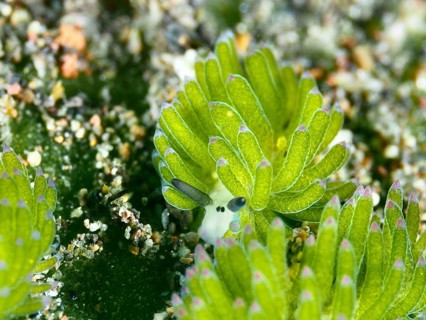 Close-up of a green leaf sheep snail (Costasiella kuroshimae), called Shaun the Sheep. Sea snail