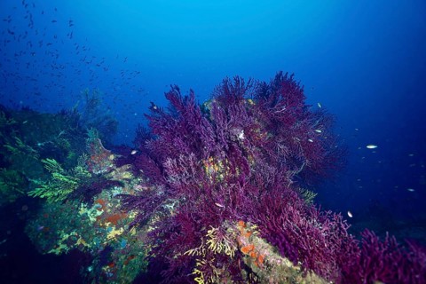Violescent sea-whip (Paramuricea clavata) on a wreck in the deep blue ocean with schools of fish,