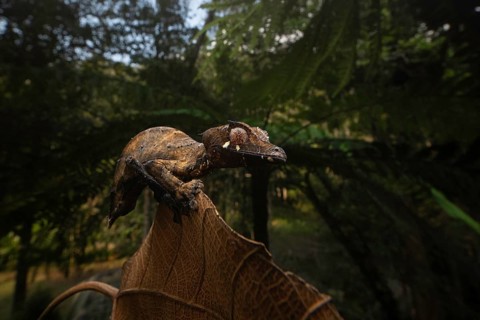Satanic leaf-tailed gecko (Uroplatus phantsticus) in the rainforests of the Voimma Community Pars