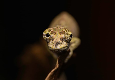 Emelinae chameleon (Calumma emelinae) in the rainforests of eastern Madagascar