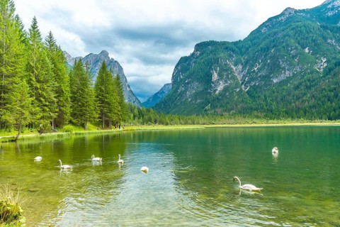 Scenic emerald green lake dobbiaco, surrounded by majestic mountains and lush pine forests,