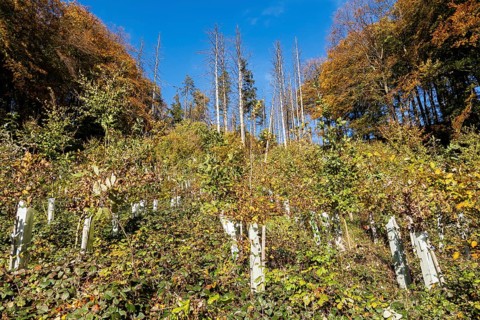 Reforestation of a section of forest destroyed by a storm, climate, climate change, storm,
