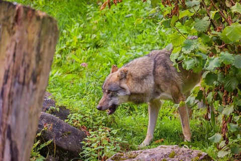 A eurasian gray wolf (Canis lupus lupus) stands on hilly terrain between a dead tree and a bush,