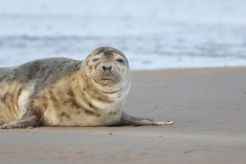 Common seal (Phoca vitulina) adult animal sleeping on a beach, Norfolk, England, United Kingdom,