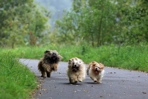 Lhasa Apso, Lhasa terrier, lion dog, Tibet, playing, running