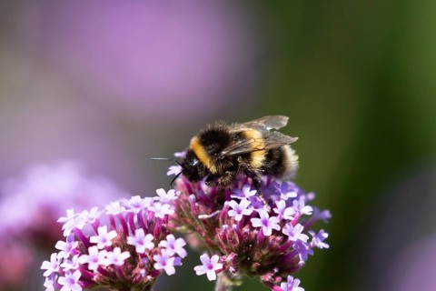 Buff tailed bumblebee (Bombus terrestris) adult bee on a garden Verbena purple flower, England,
