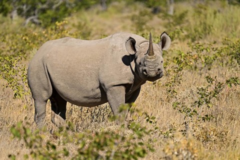 Black rhinoceros (Diceros bicornis) grazing in the thorn savannah, Etosha National Park, Namibia,