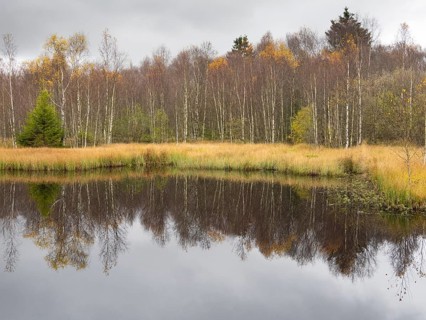 View of Rotes Moor lake in autumn, reflection of the trees in the water, Rhön UNESCO Biosphere