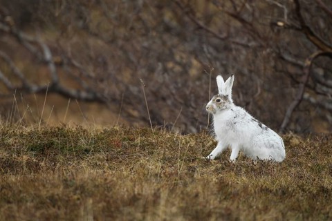 Mountain hare (Lepus timidus) in white winter fur in the tundra, Lapland, Northern Norway, Norway,