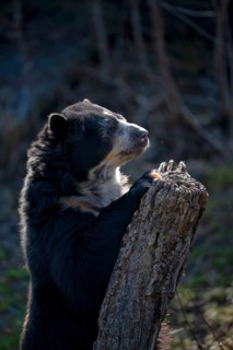 Spectacled bear (Tremarctos ornatus) or Andean bear, captive, GermanyGermany