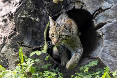 Wildcat appears from a hollow tree trunk in nature, Wildcat (Felis silvestris), Germany, Europe