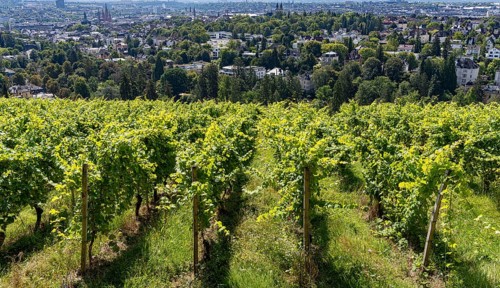 View of vineyards and villas from the Neroberg, Wiesbaden, Hesse, Germany, Europe