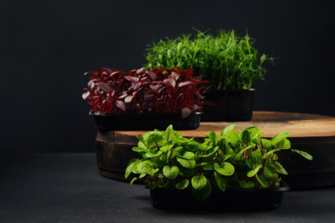 Low key photo of sorrel, amaranth and pea microgreens sprouts in trays on black background