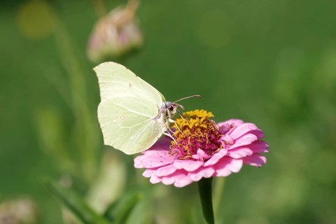 Lemon butterfly (Gonepteryx rhamni), macro, flower, nectar, colourful, The lemon butterfly sucks