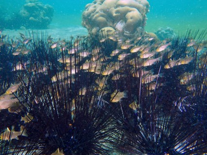 School of fish surrounded by sea urchins, Diadema setosum, and corals, dive site Secret Bay,