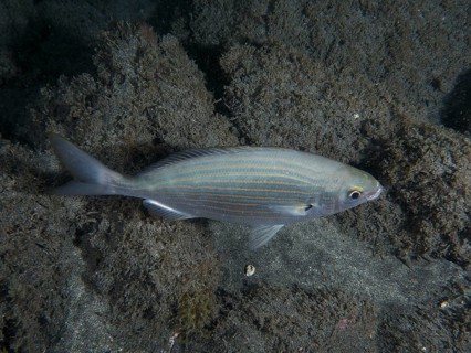 Salema porgy (Sarpa salpa) swims over lava sand in the sea at night. Dive site Playa, Los