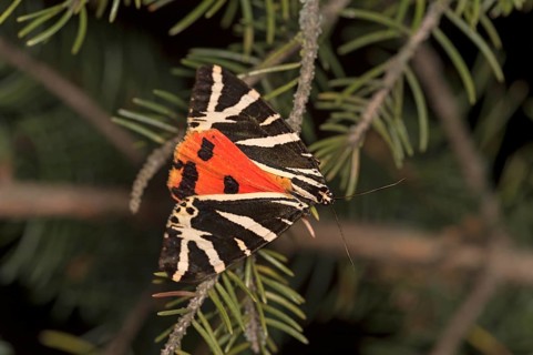 Moth jersey tiger (Euplagia quadripunctaria), Valais, Switzerland, Europe