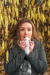 Young Caucasian woman with allergy problem stands by flowering hazel bush and sneezes into a