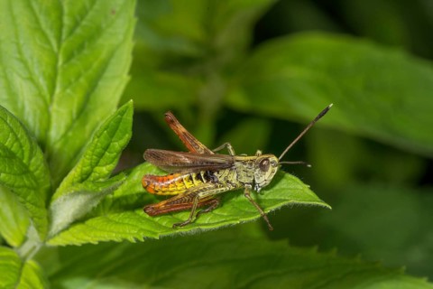 Rufous grasshopper (Gomphocerippus rufus) male sitting on a green leaf in a natural environment,