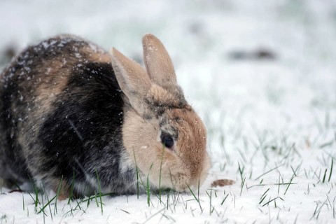 Rabbit (Oryctolagus cuniculus domestica), pet, portrait, snow, The domestic rabbit still finds
