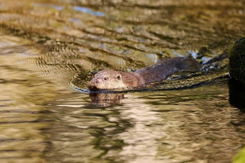 Eurasian otter (Lutra lutra) swimming in a lake in the bavarian forest, Bavaria, Germany, Europe