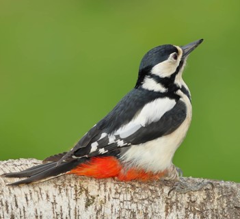 Great spotted woodpecker (Dendrocopos major) female sitting on a birch trunk, Animals, Birds,