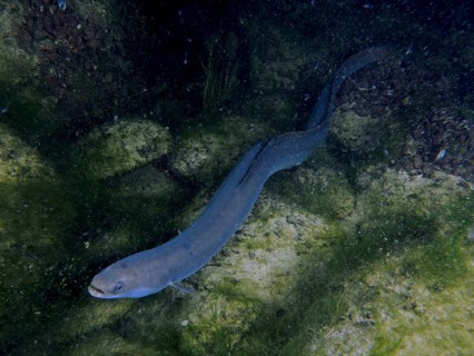 Snake-like European eel (Anguilla anguilla) in the water, hidden between stones and algae. Dive