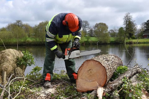 Felling trees with a chainsaw, Schleswig-Holstein, Germany, Europe
