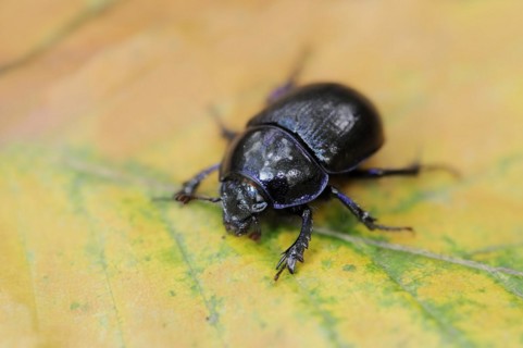 Common dung beetle or horse beetle (Geotrupes stercorarius), North Rhine-Westphalia, Germany,