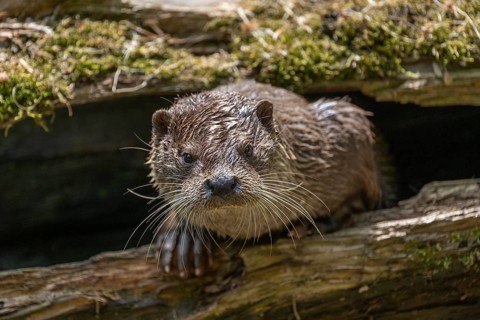 European otter (Lutra lutra) looking out of a hollow tree trunk, captive, Germany, Europe