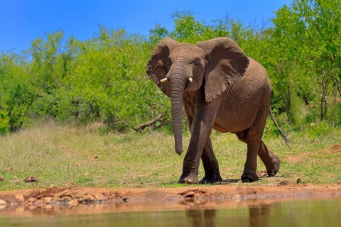 African elephant (Loxodonta africana), adult, male, bull, at the water, Kruger National Park,