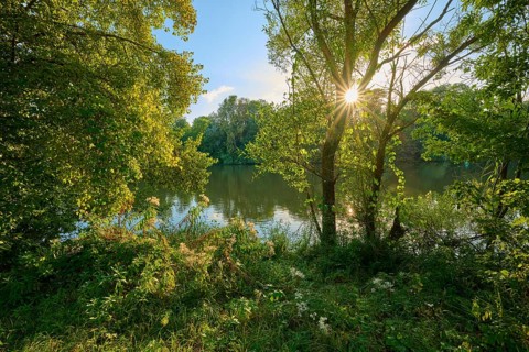 Sunbeams break through the dense canopy of leaves and illuminate a calm river in a green landscape,